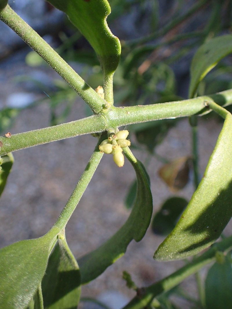 Pacific Mistletoe photo 4