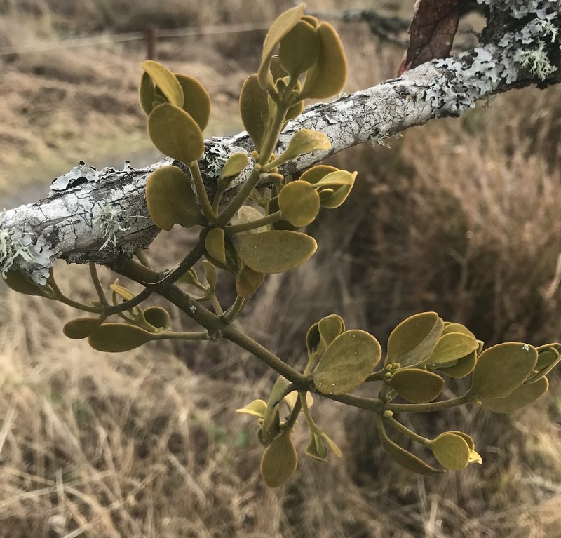 Pacific Mistletoe