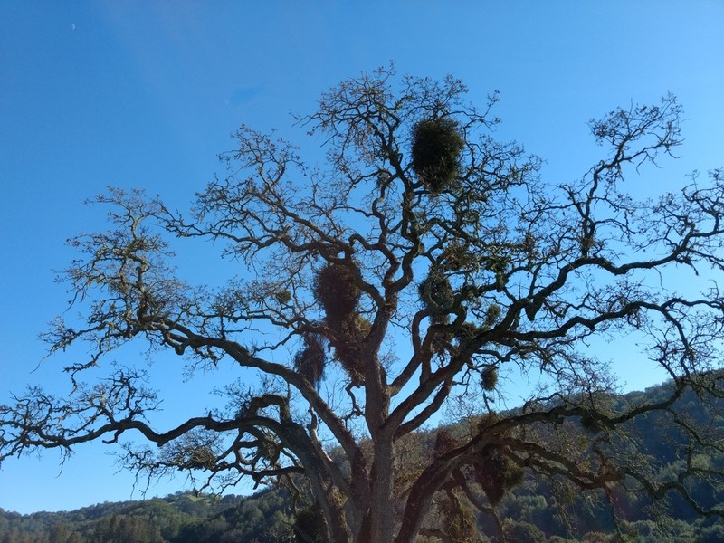 Pacific Mistletoe photo 2