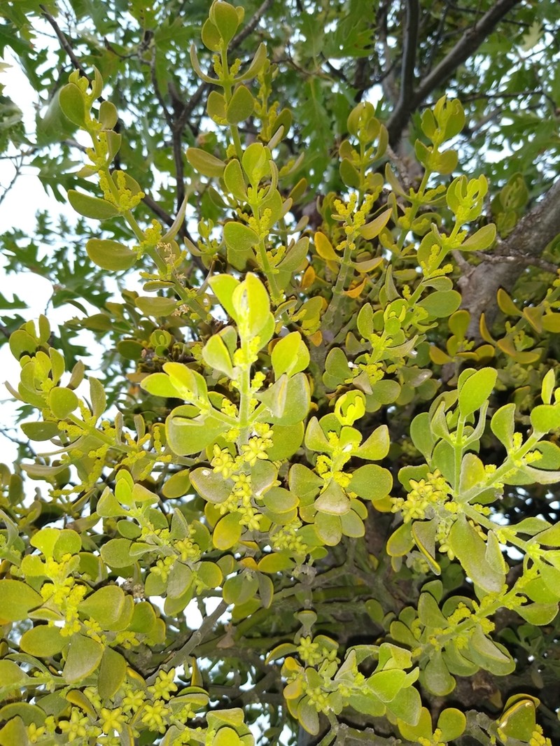 Pacific Mistletoe photo 3