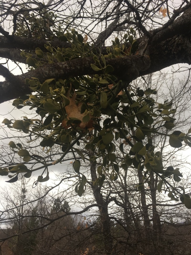 Pacific Mistletoe photo 4