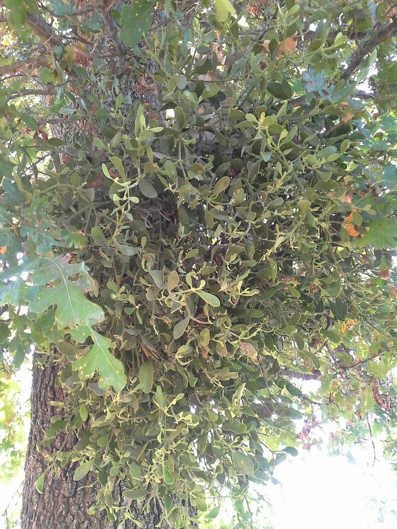 Pacific Mistletoe photo 5