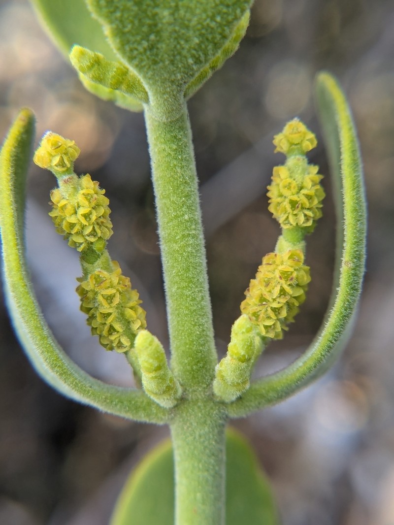Pacific Mistletoe photo 6