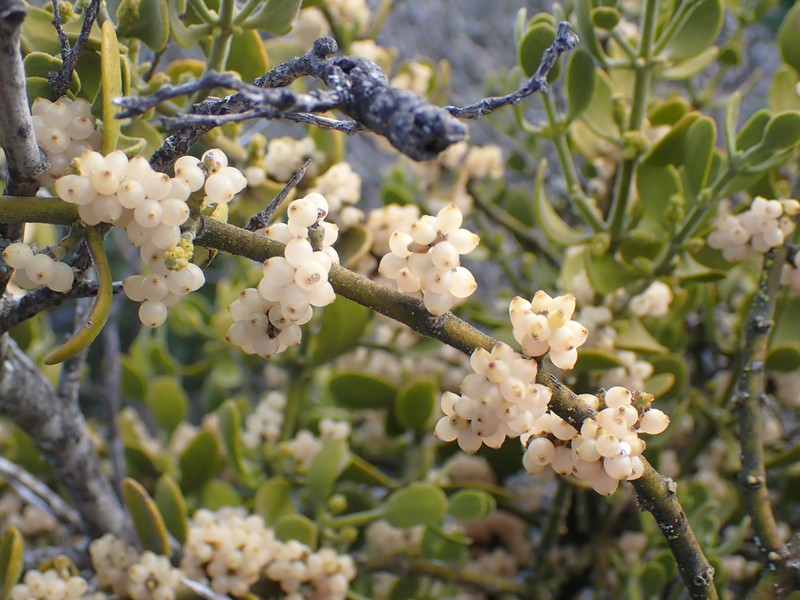 Pacific Mistletoe photo 7
