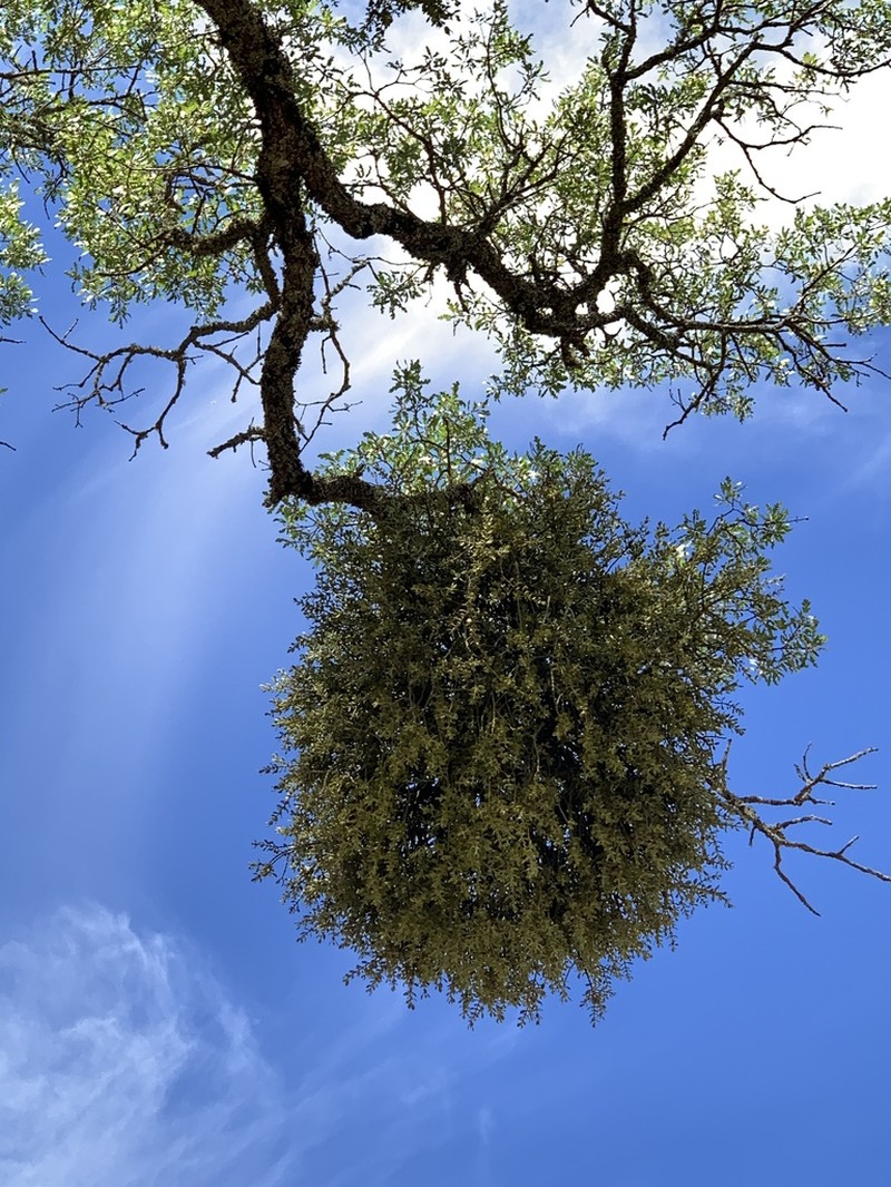 Pacific Mistletoe photo 8