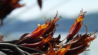 New Zealand Flax