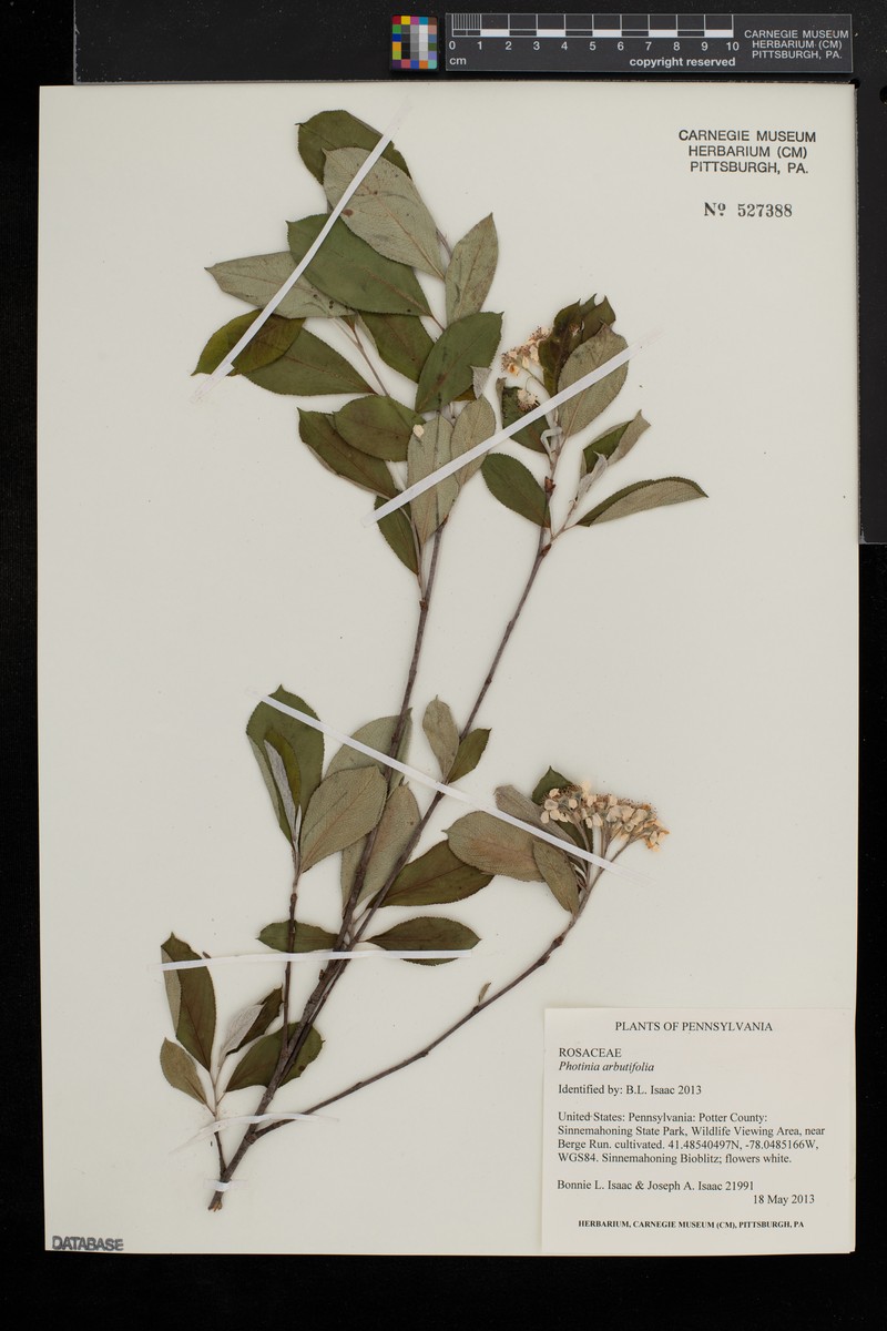 Toyon