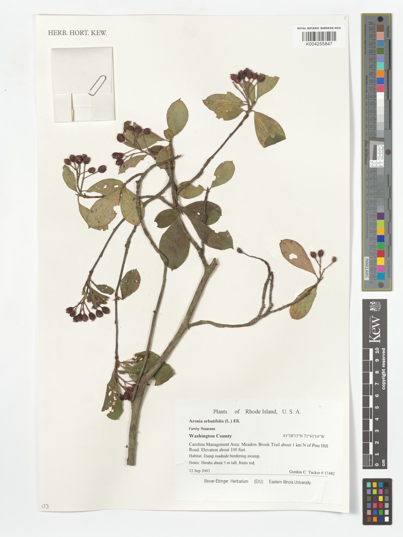 Toyon photo 2