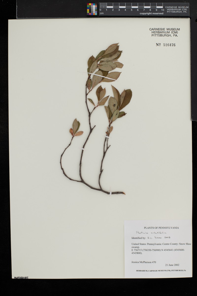 Toyon photo 3