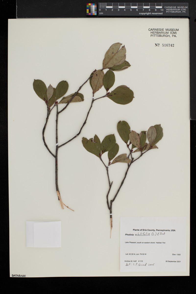 Toyon photo 4