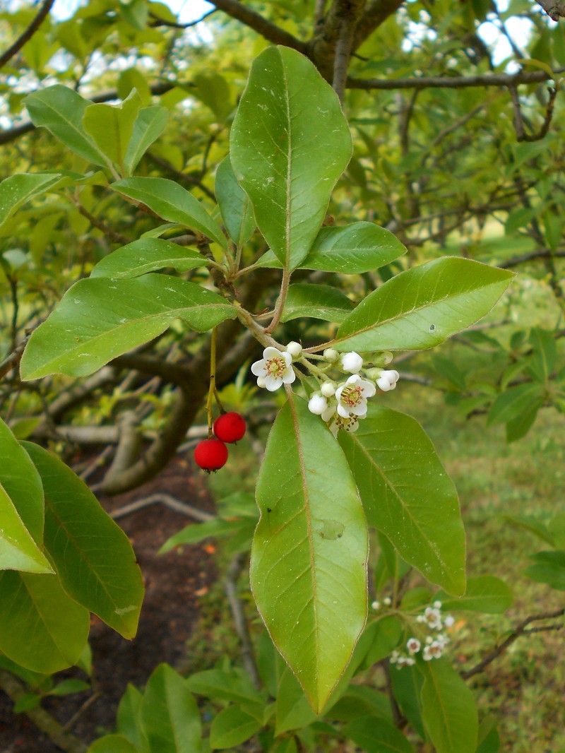 Chinese Photinia photo 5