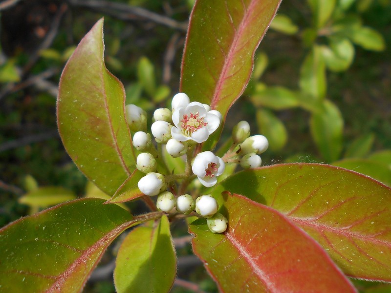 Chinese Photinia photo 2