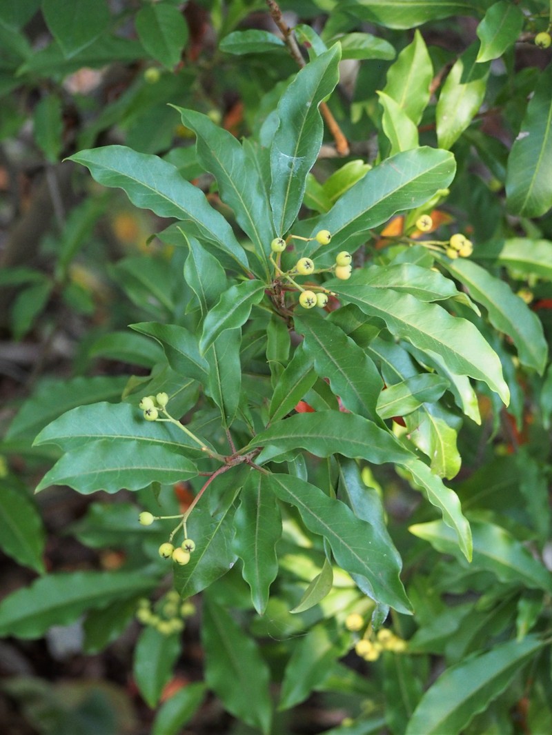 Chinese Photinia photo 3