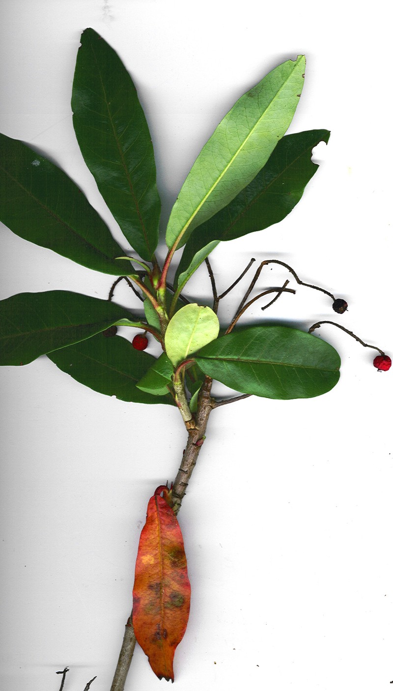 Chinese Photinia photo 4