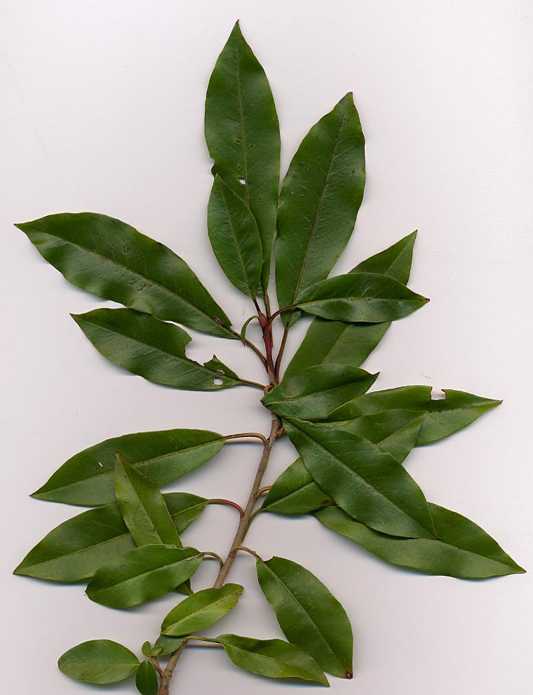 Chinese Photinia photo 6