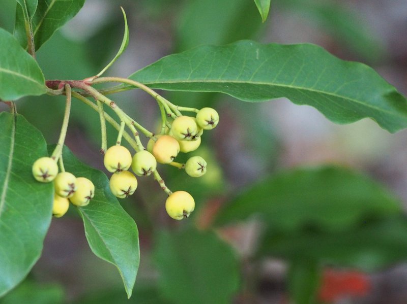 Chinese Photinia photo 7