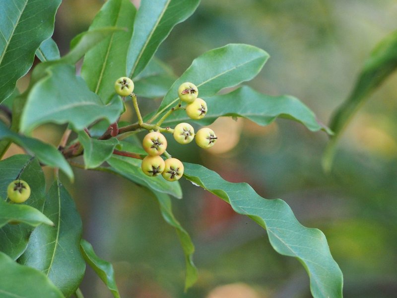Chinese Photinia photo 8