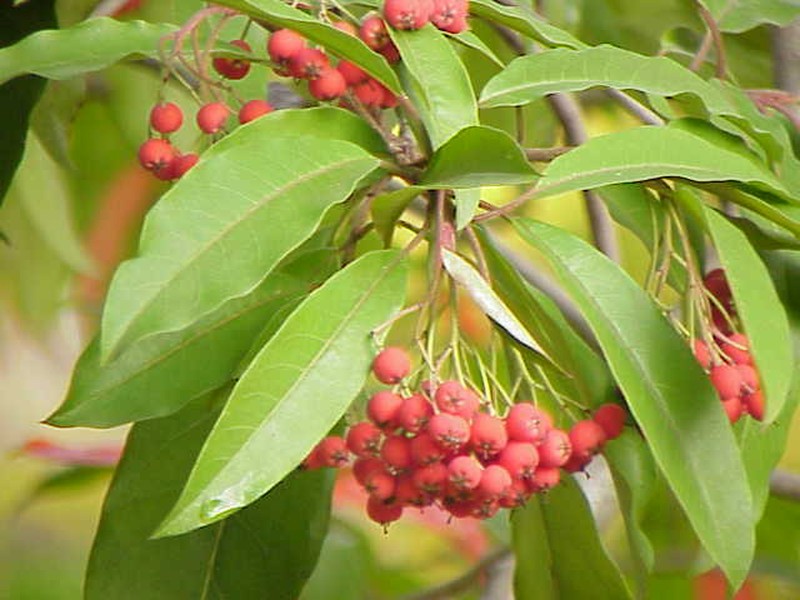 Chinese Photinia