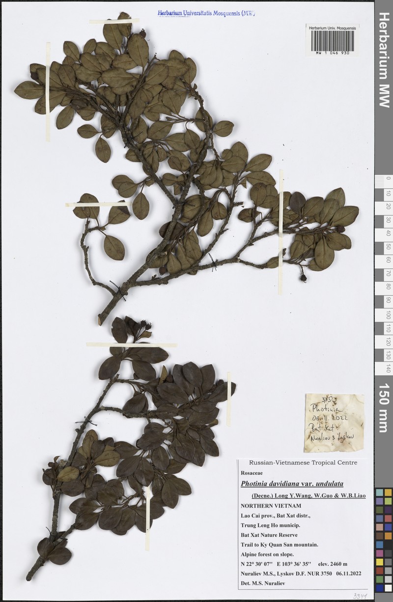 Photinia davidiana var. undulata