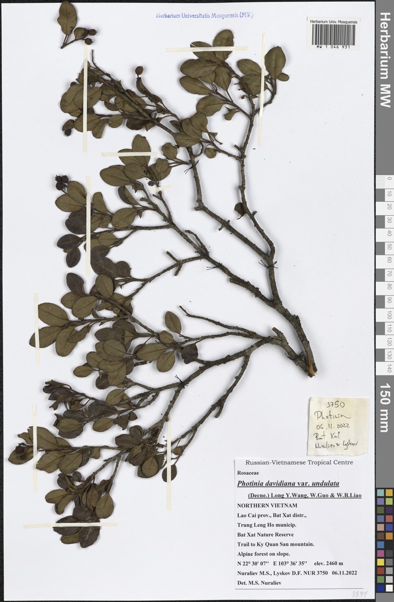 Photinia davidiana var. undulata photo 2