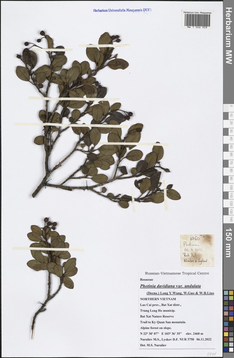 Photinia davidiana var. undulata photo 3