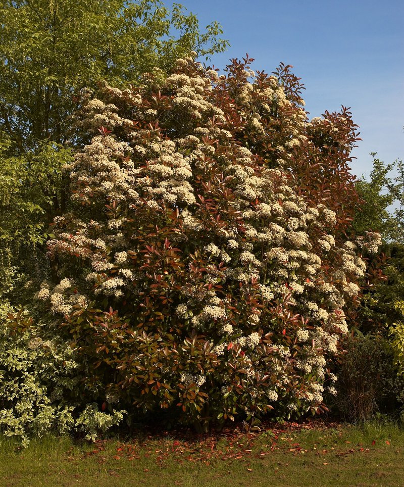 Fraser's Photinia