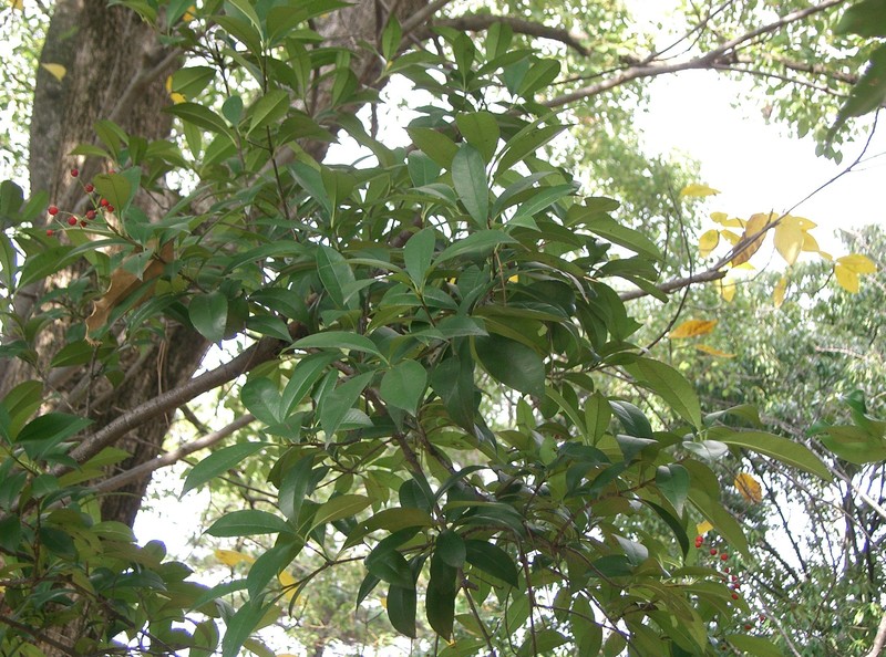 Japanese Photinia photo 5