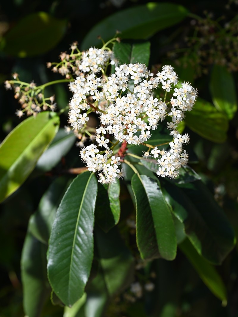 Japanese Photinia photo 2