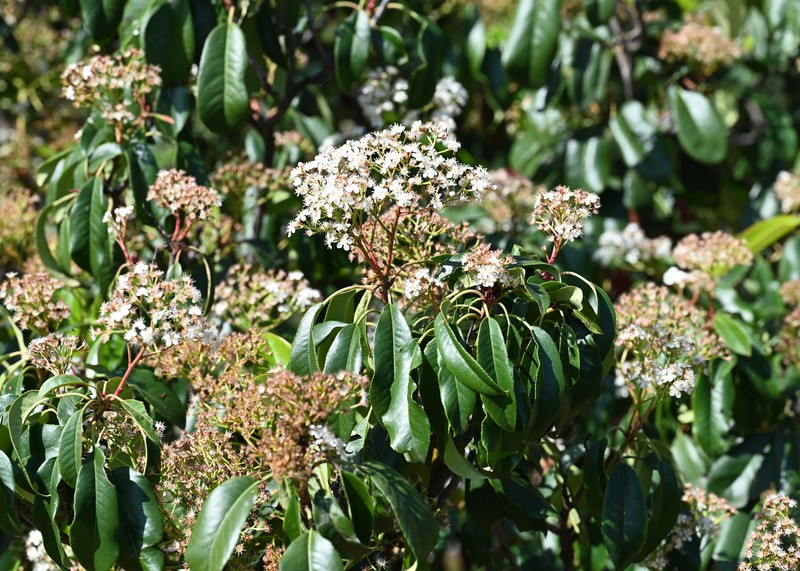 Japanese Photinia photo 3