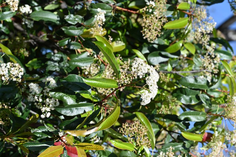 Japanese Photinia photo 7