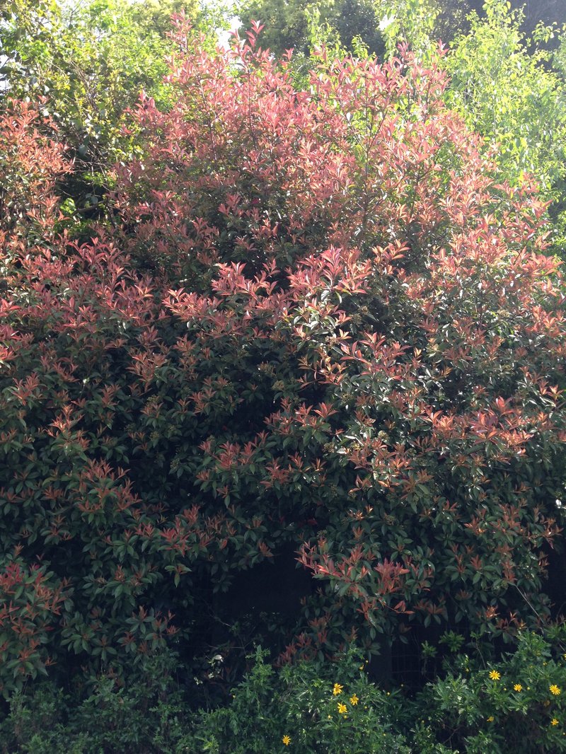 Japanese Photinia photo 8