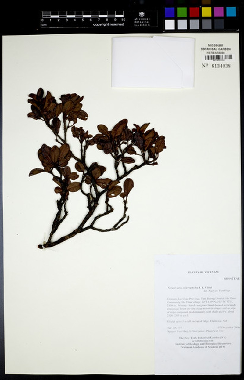 Photinia microphylla