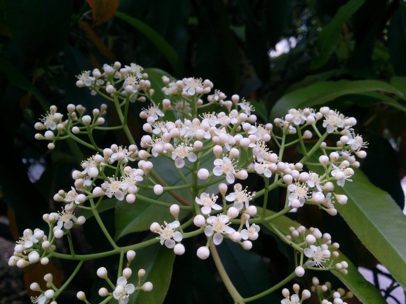 Taiwanese Photinia
