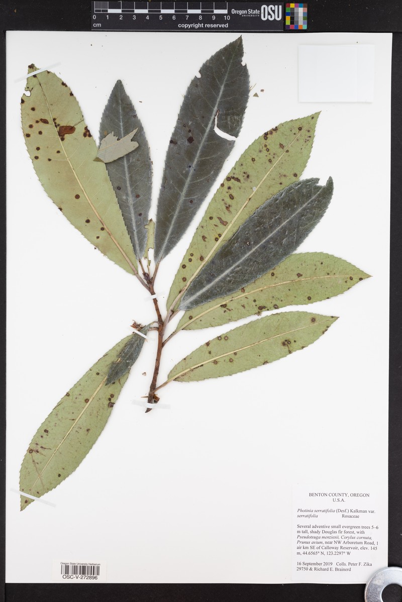 Photinia serratifolia var. serratifolia