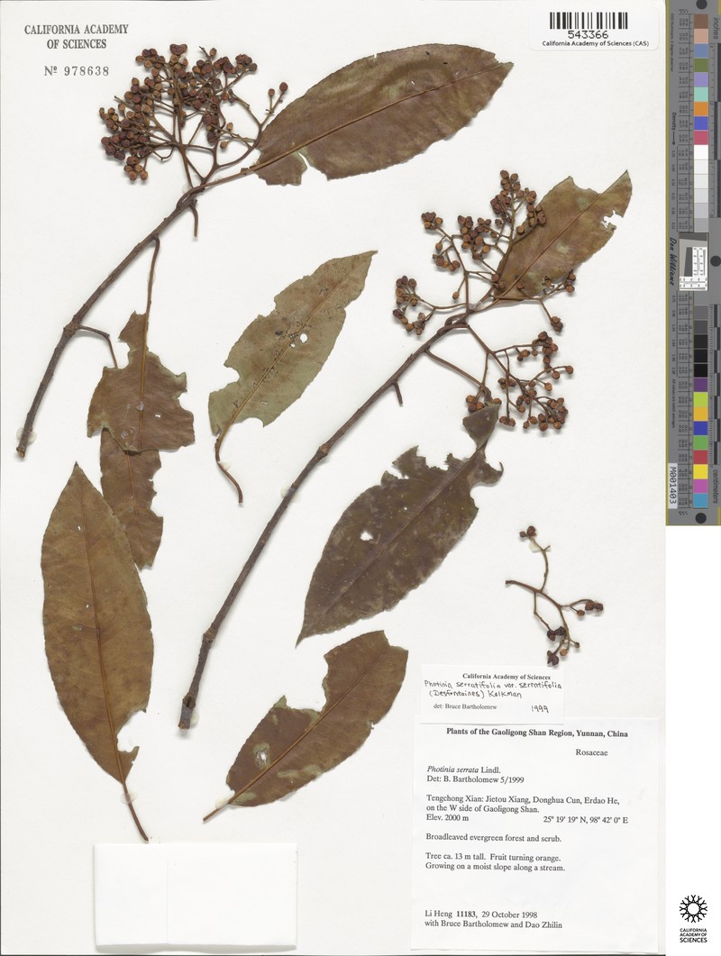 Photinia serratifolia var. serratifolia photo 2