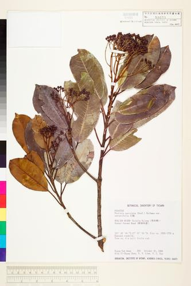 Photinia serratifolia var. serratifolia photo 3