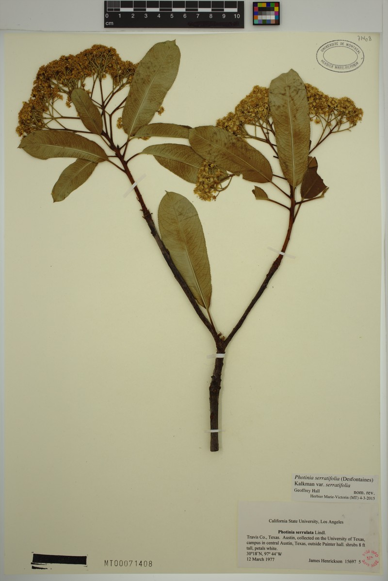 Photinia serratifolia var. serratifolia photo 4