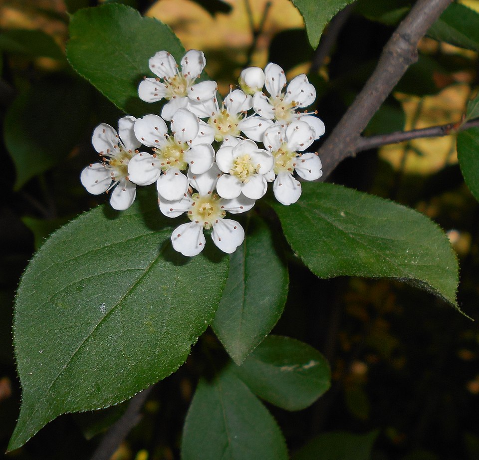 Oriental Photinia