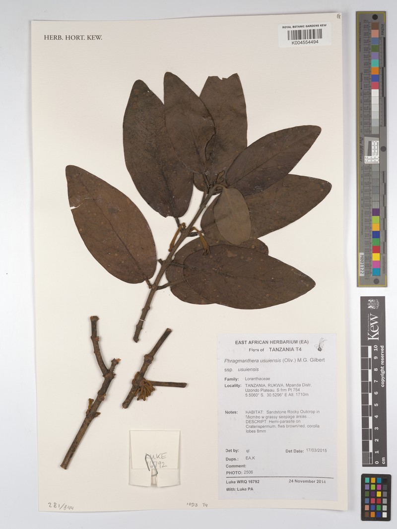 Phragmanthera usuiensis subsp. usuiensis