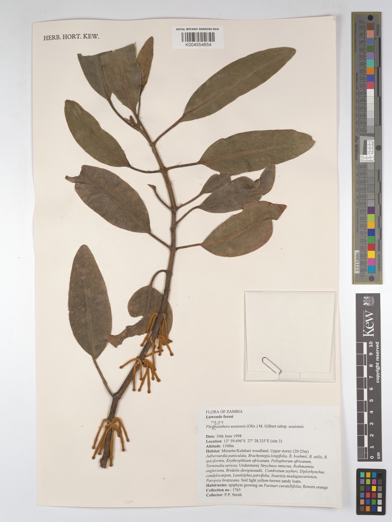 Phragmanthera usuiensis subsp. usuiensis photo 2