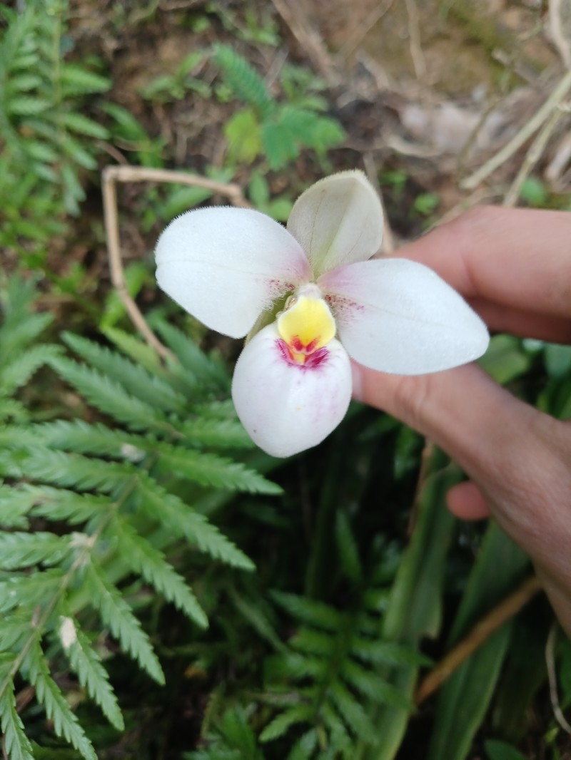 Phragmipedium schlimii f. manzurii