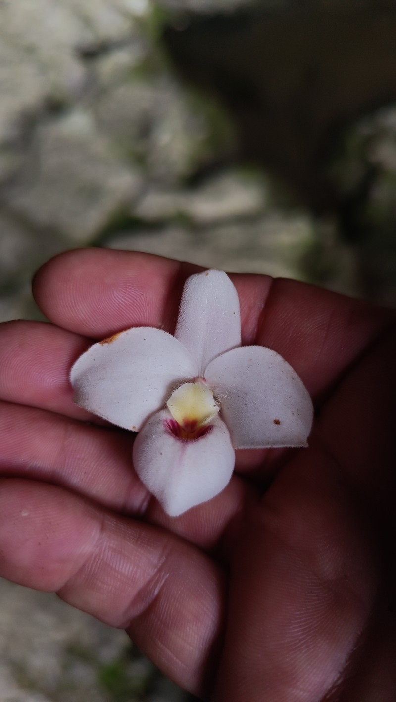 Phragmipedium schlimii f. manzurii photo 2