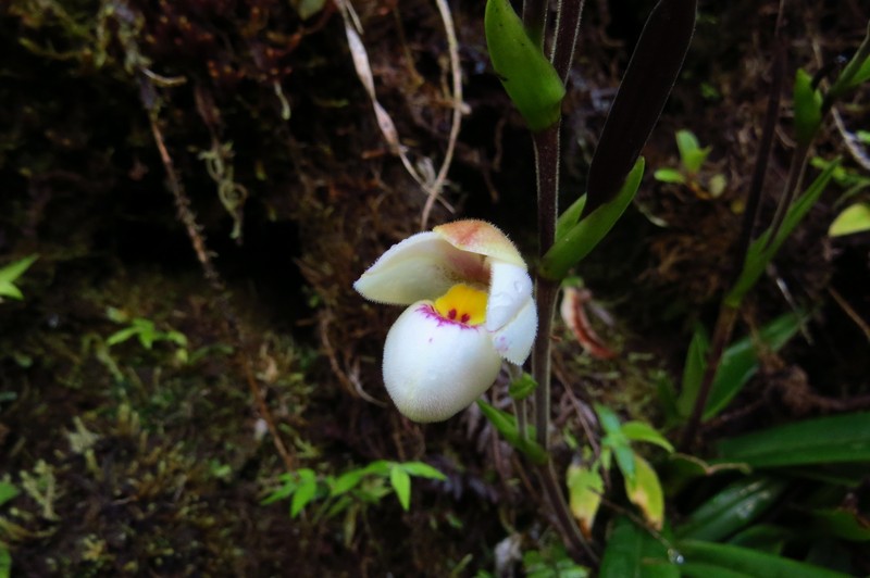 Phragmipedium schlimii f. manzurii photo 3