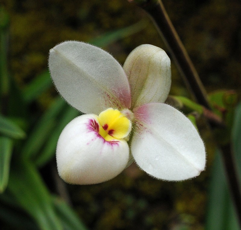 Phragmipedium schlimii f. manzurii photo 4