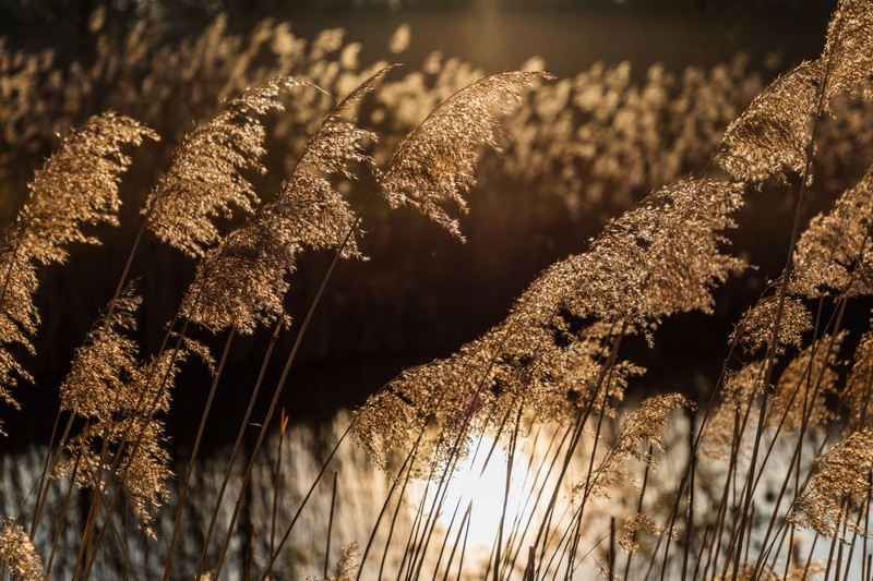 Common Reed photo 2