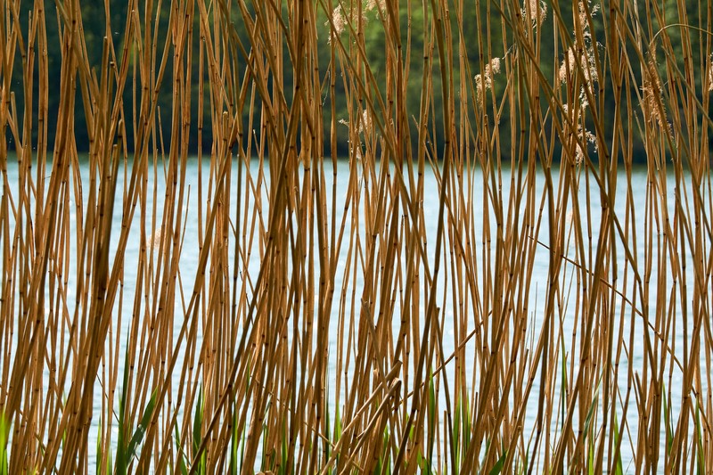 Common Reed photo 3