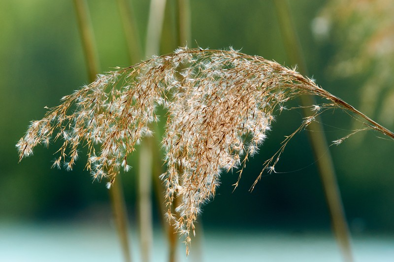 Common Reed photo 4