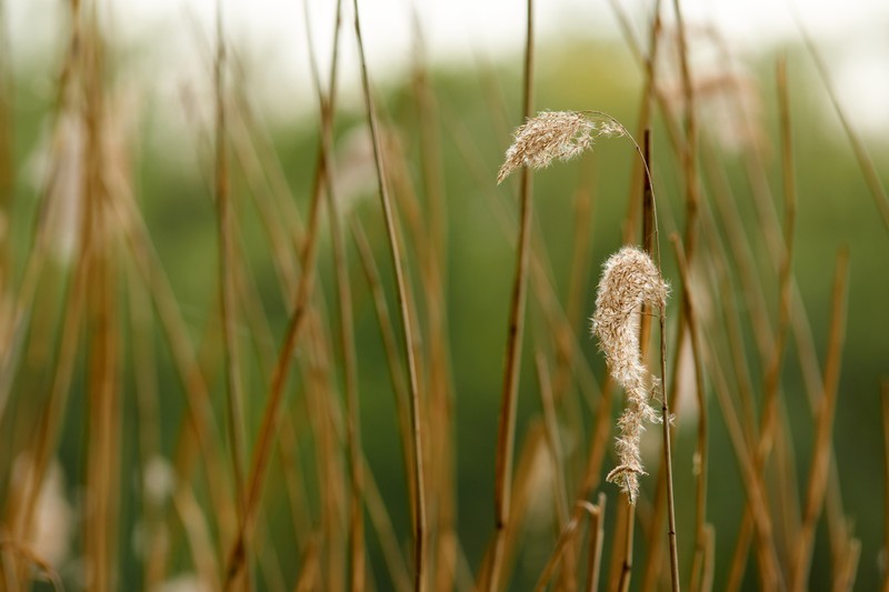 Common Reed photo 5