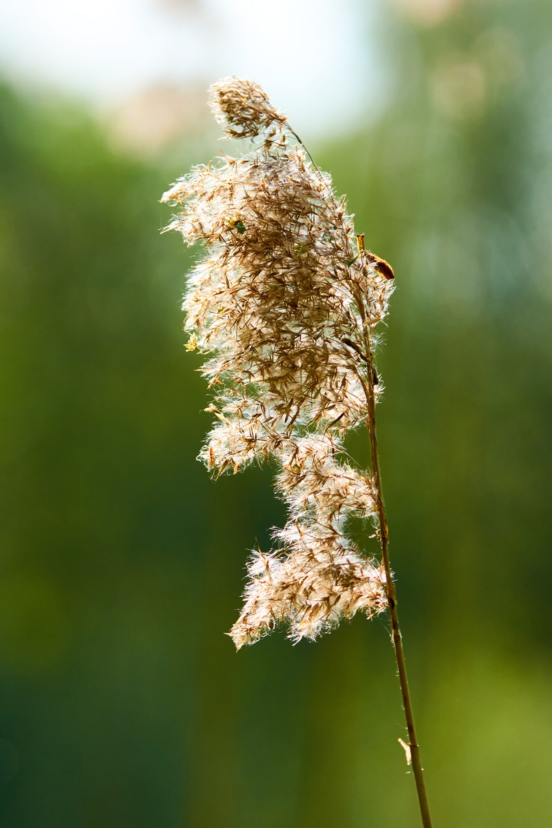 Common Reed photo 6