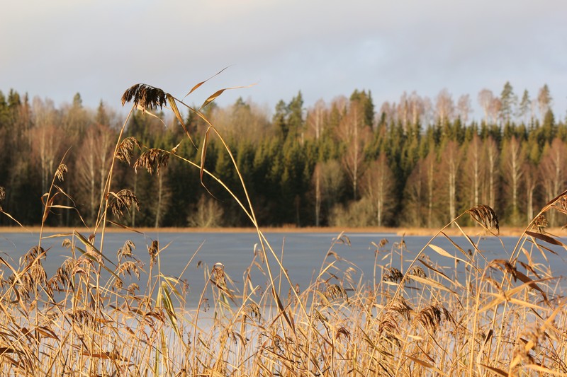 Common Reed photo 7